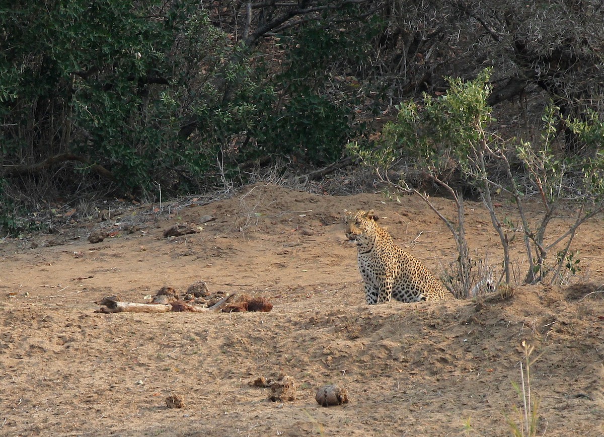 Leopard - ML645467263