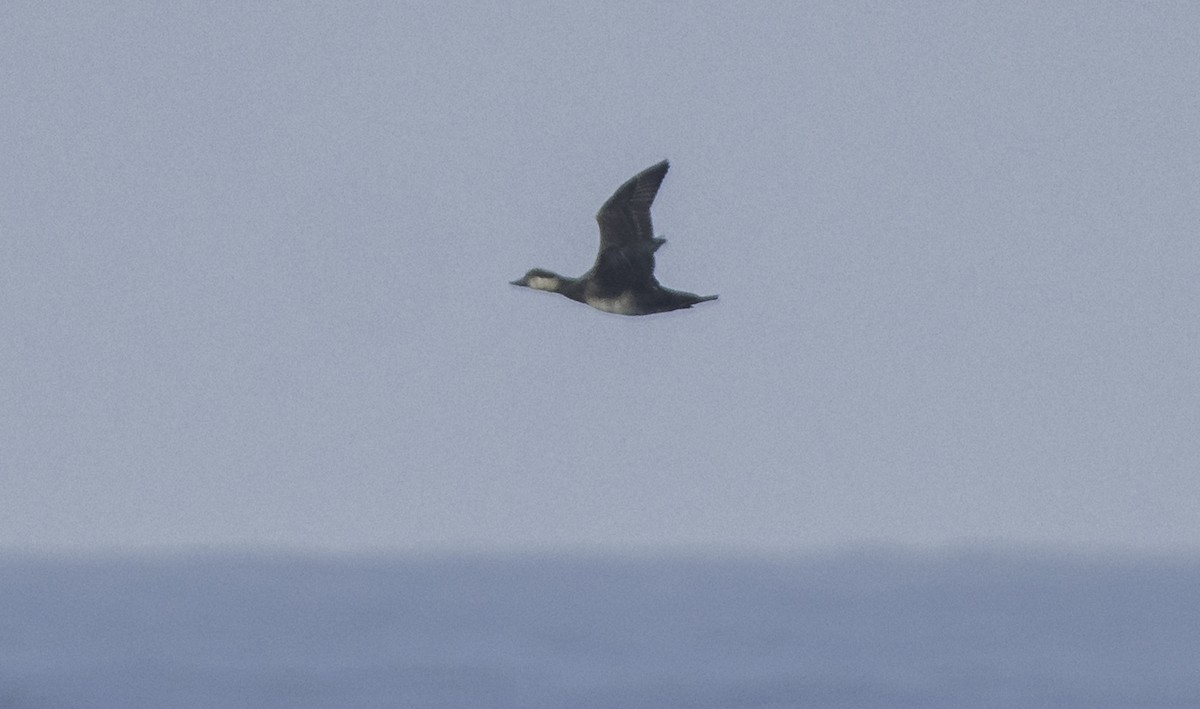 ヨーロッパクロガモ - ML645467265