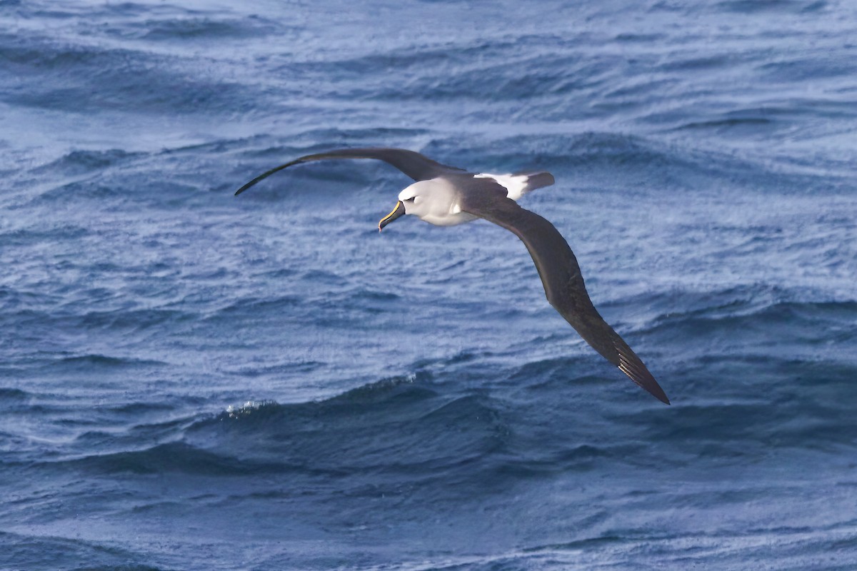 Atlantic Yellow-nosed Albatross - ML645467277
