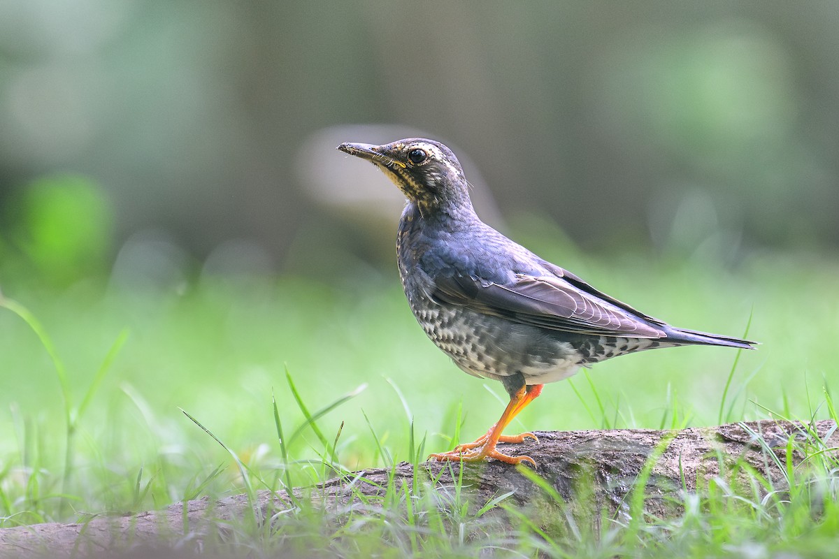 Siberian Thrush - ML645467280
