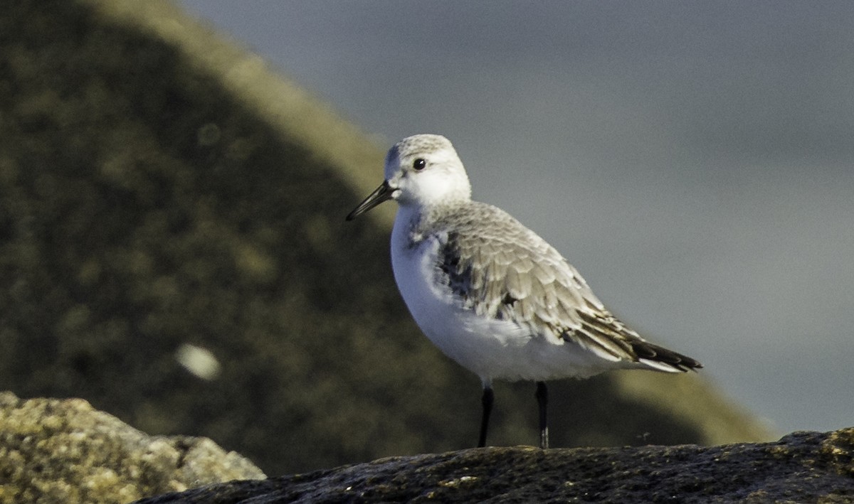 Песчанка - ML645467289