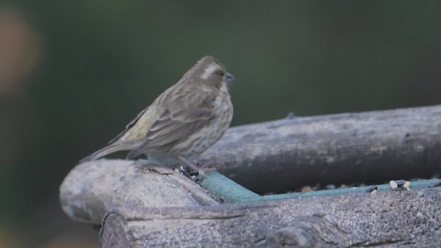 Purple Finch - ML645467295