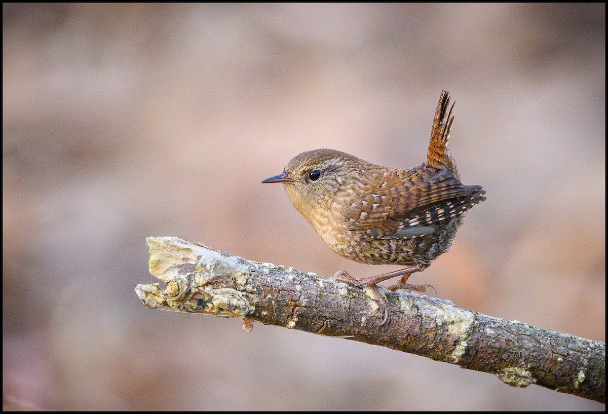 Winter Wren - ML645467298