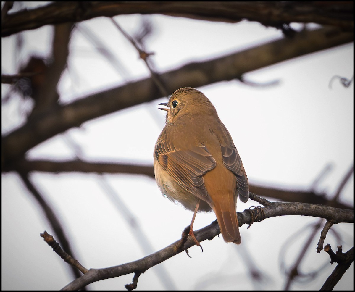 Hermit Thrush - ML645467304