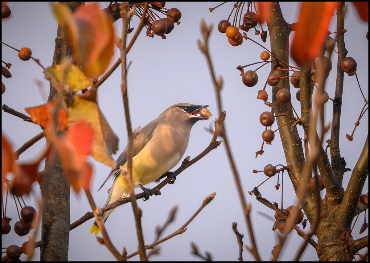 Cedar Waxwing - ML645467310