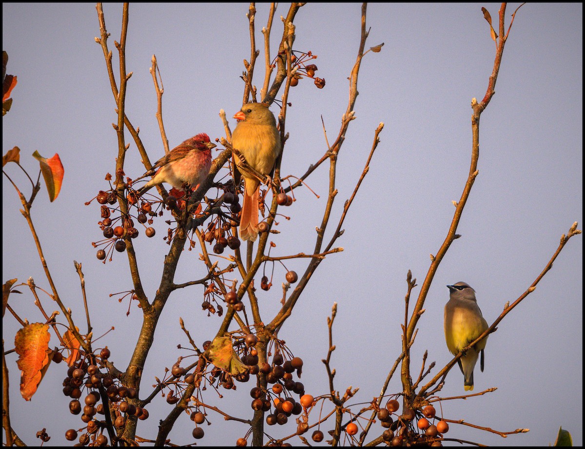 Cedar Waxwing - ML645467316