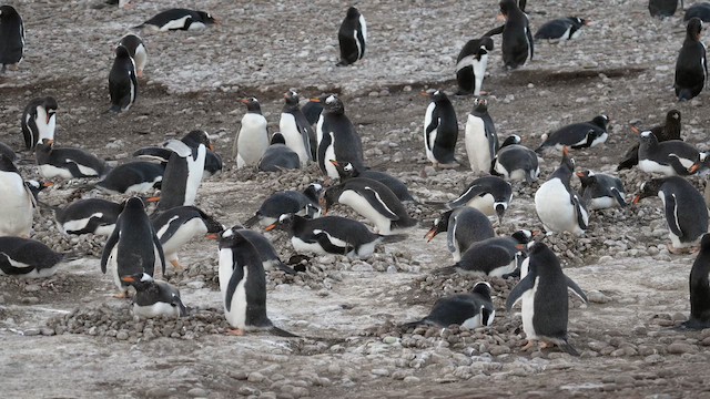 Gentoo Penguin - ML645467317