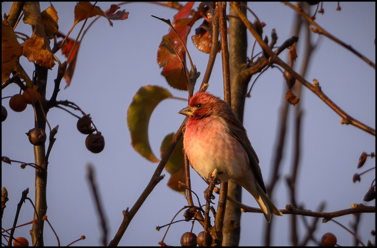 hýl nachový - ML645467320