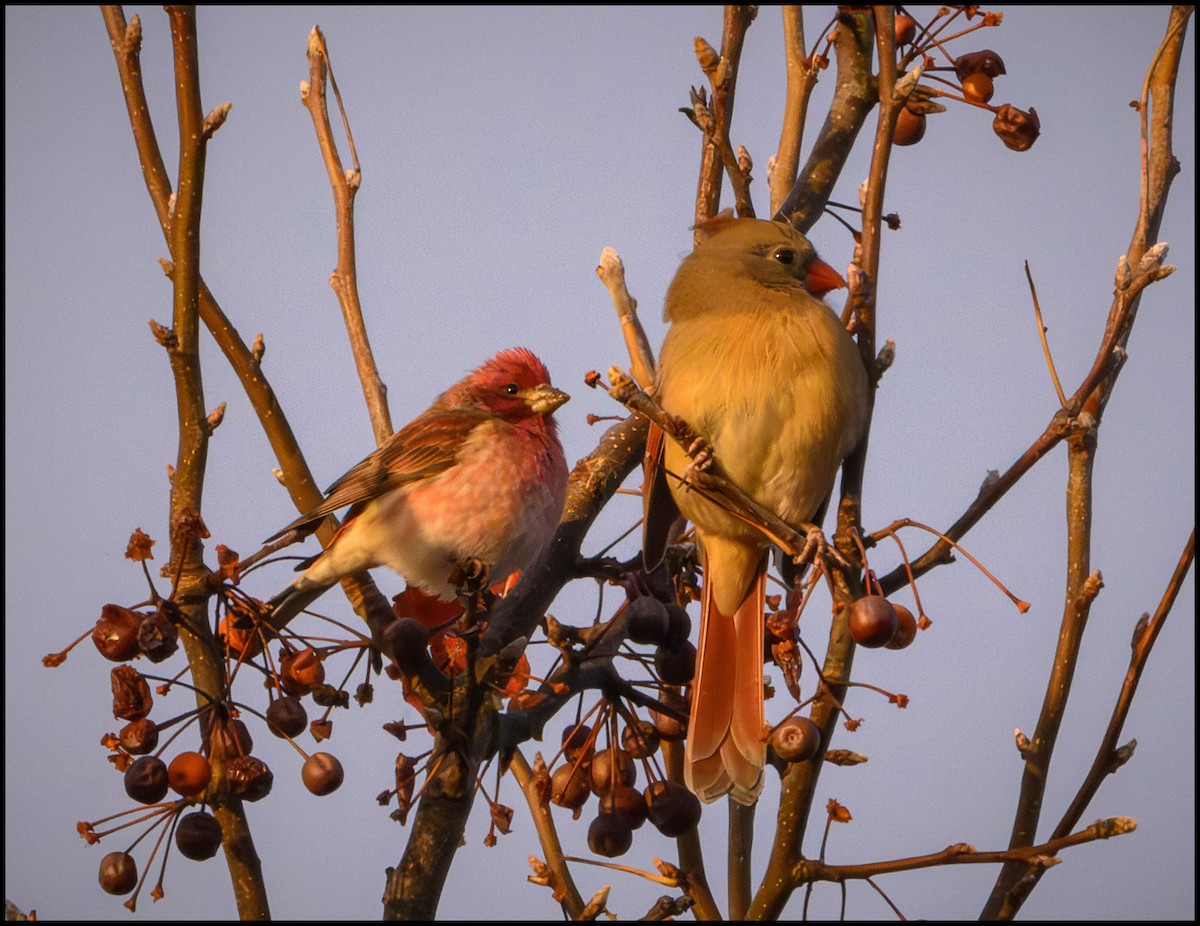 hýl nachový - ML645467322