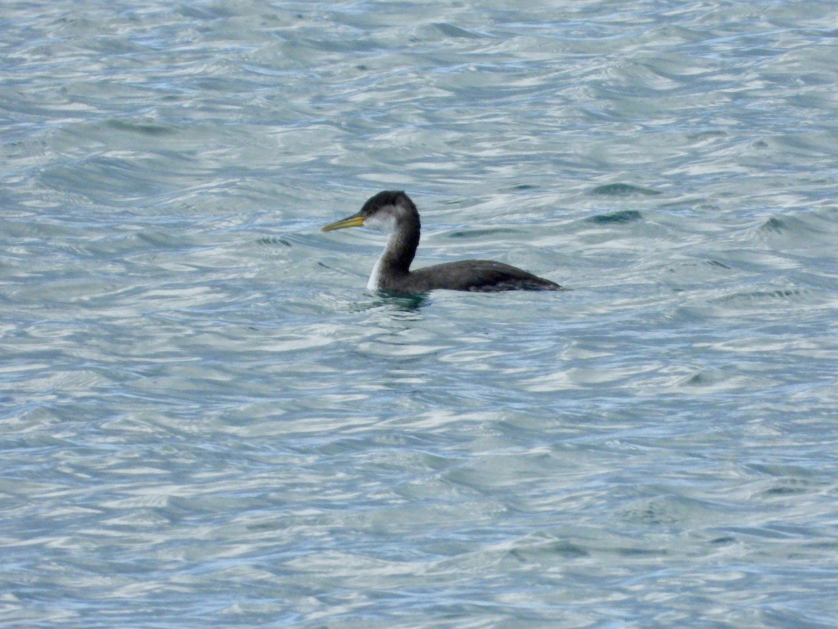 Grèbe jougris - ML645467326