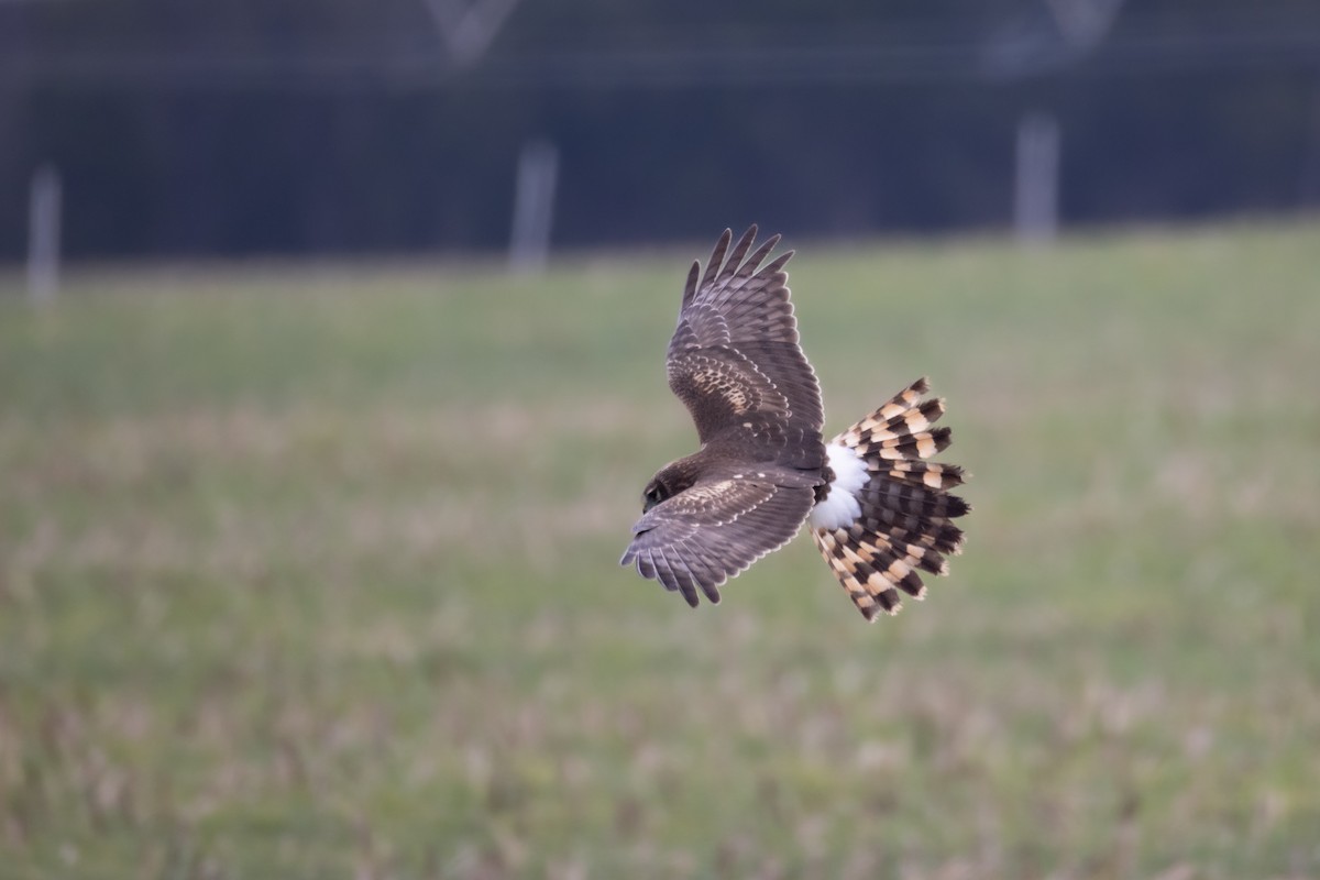 Northern Harrier - ML645467330
