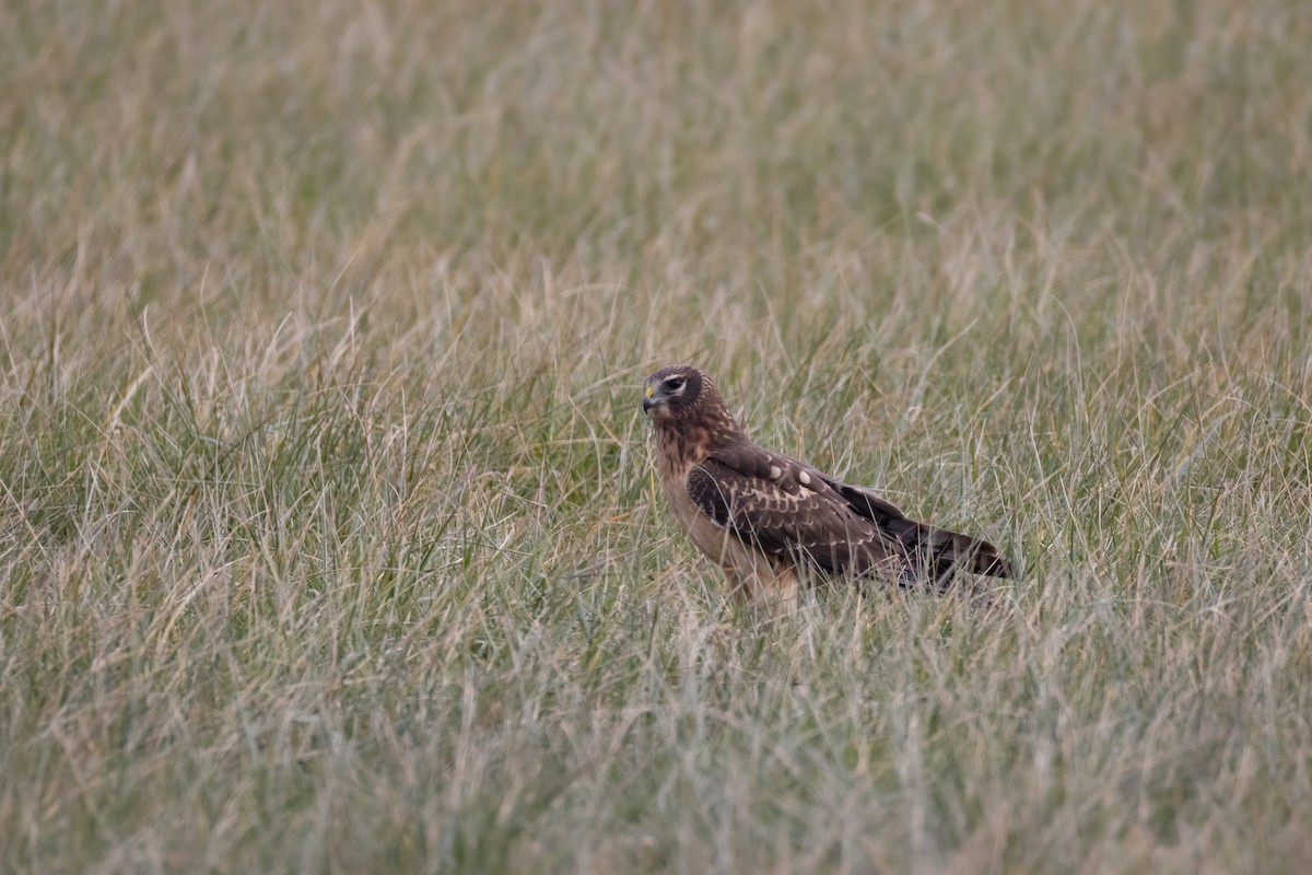 Northern Harrier - ML645467331