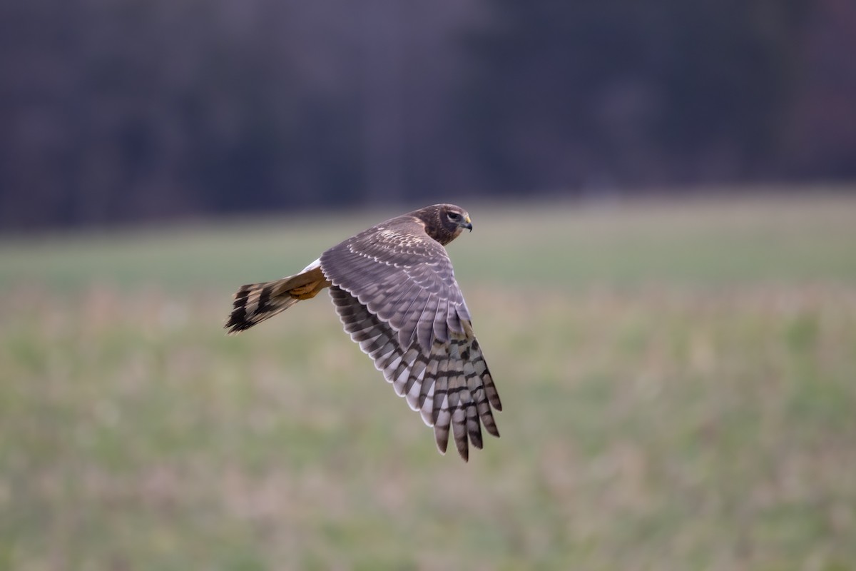 Northern Harrier - ML645467332