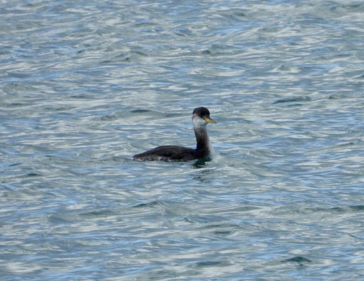 Grèbe jougris - ML645467334