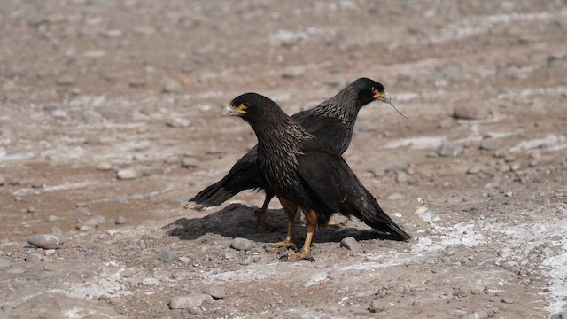 Falkland Karakarası - ML645467339