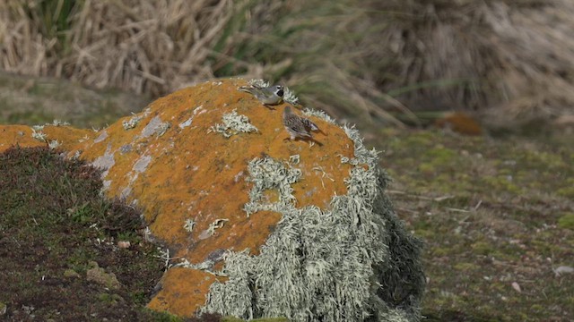 White-bridled Finch (Falkland) - ML645467344