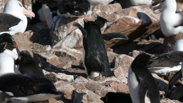 Batılı Zıplar Penguen - ML645467347