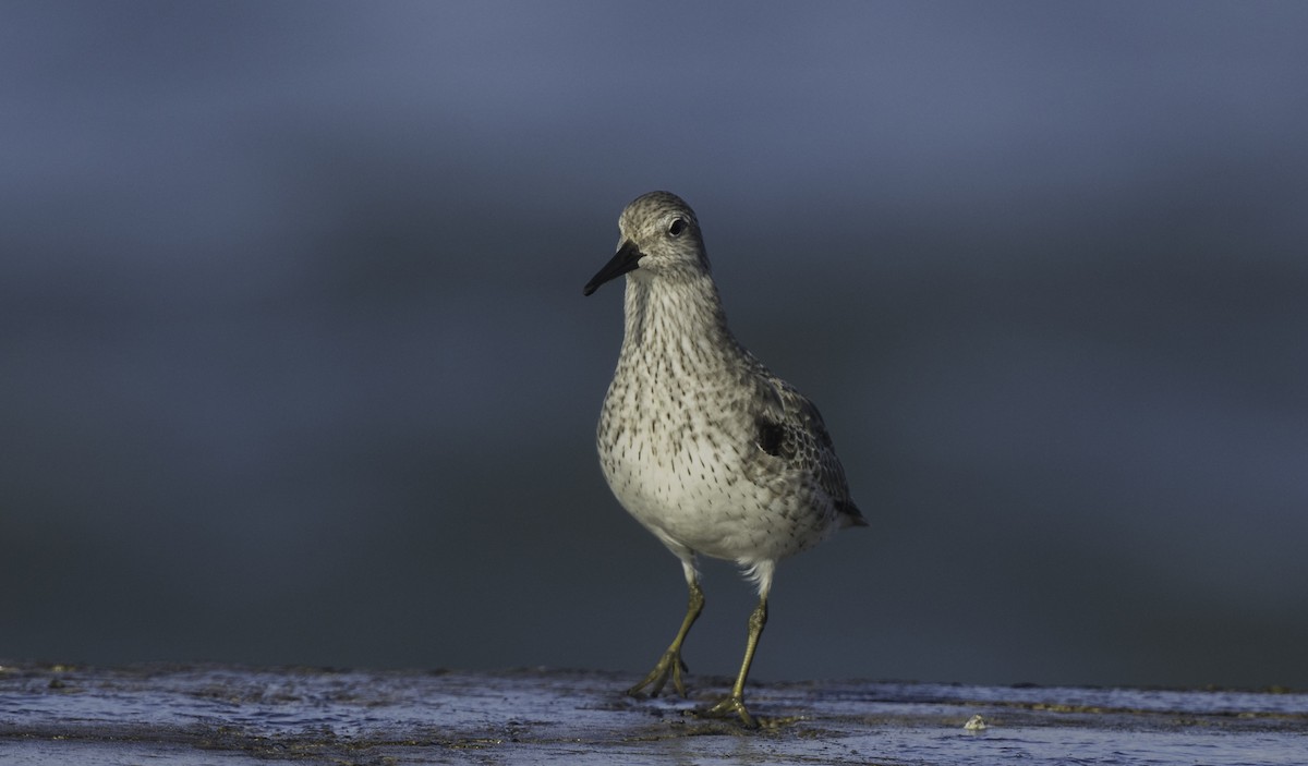 jespák rezavý - ML645467349