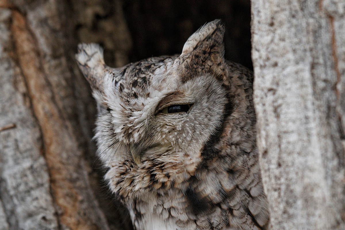 Eastern Screech-Owl - ML645467351