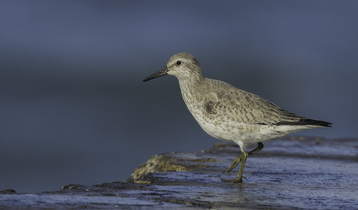 jespák rezavý - ML645467352