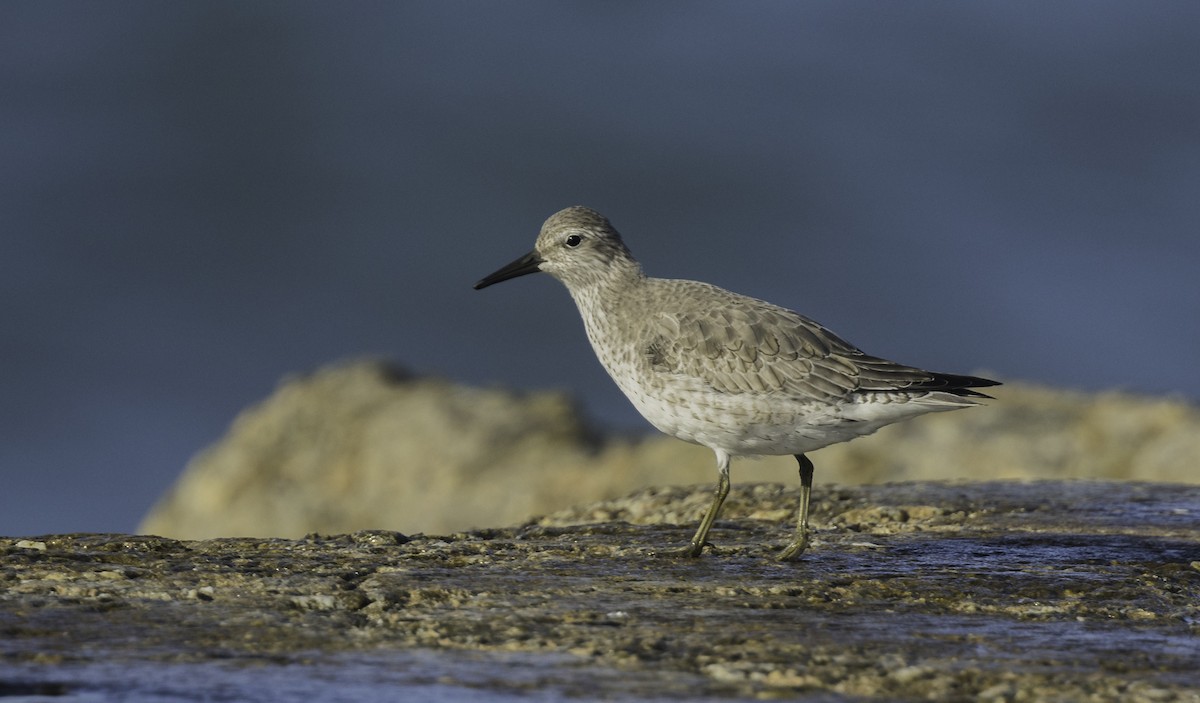 jespák rezavý - ML645467353