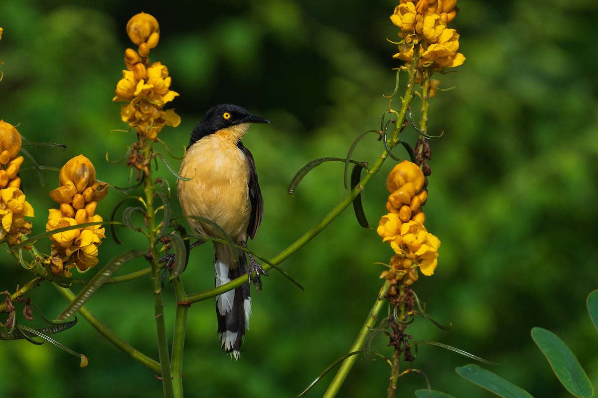 Black-capped Donacobius - ML645467357
