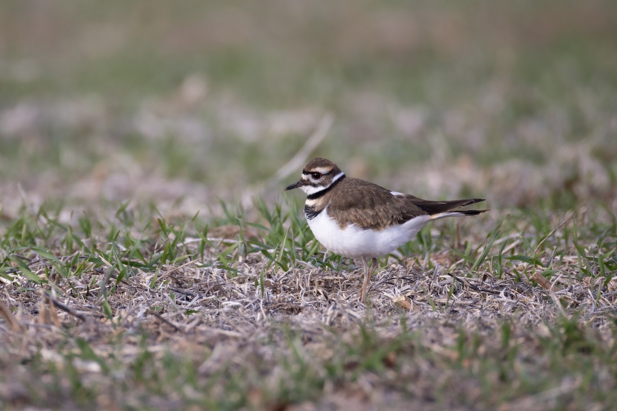 Killdeer - ML645467366