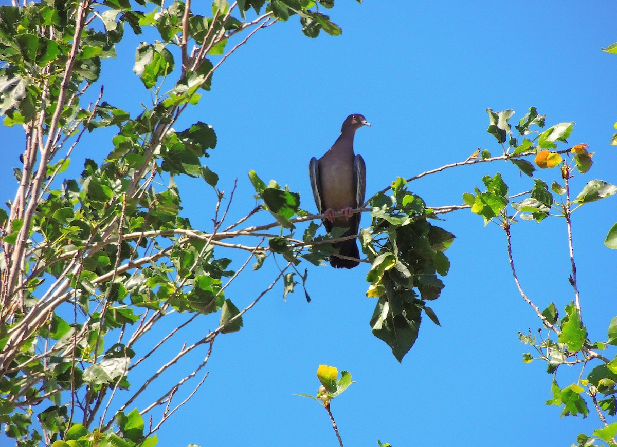 Pikazuro Güvercini - ML645467368