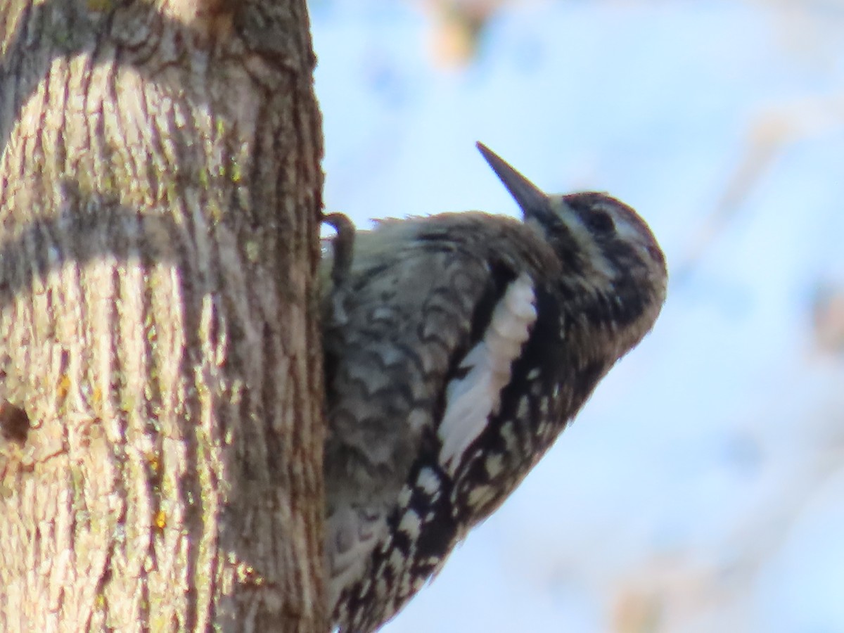 datel rudohrdlý - ML645467381