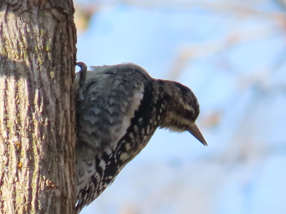 datel rudohrdlý - ML645467382