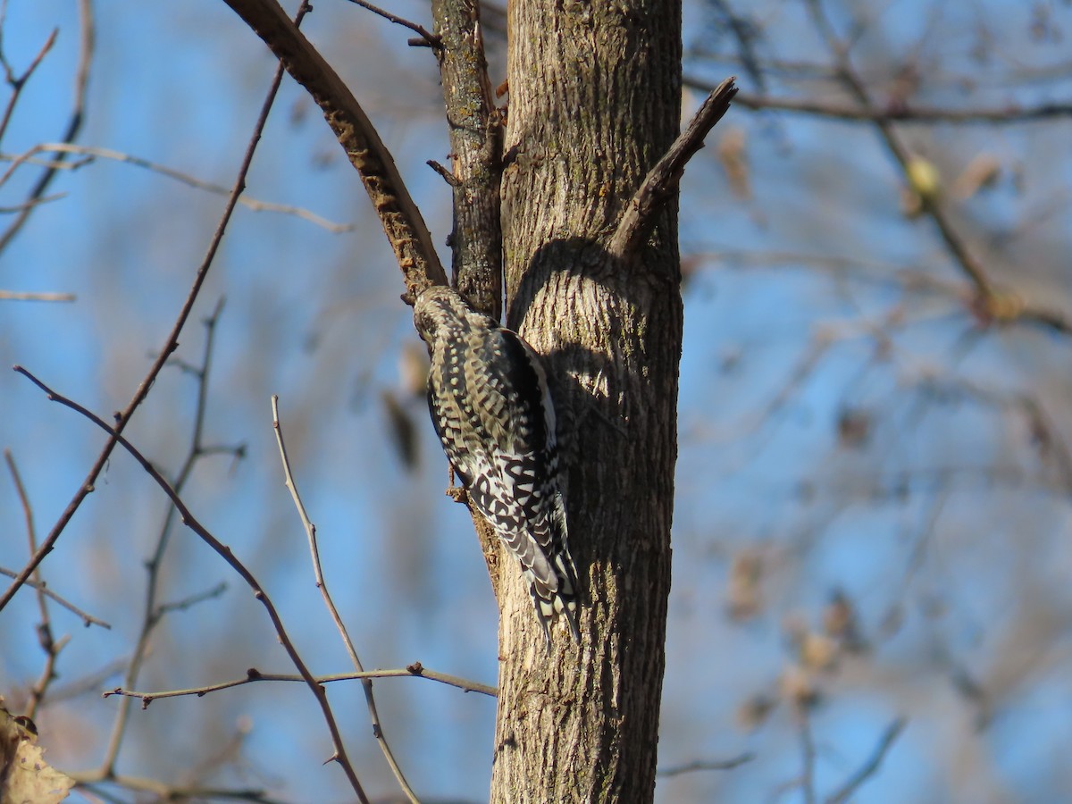 datel rudohrdlý - ML645467383