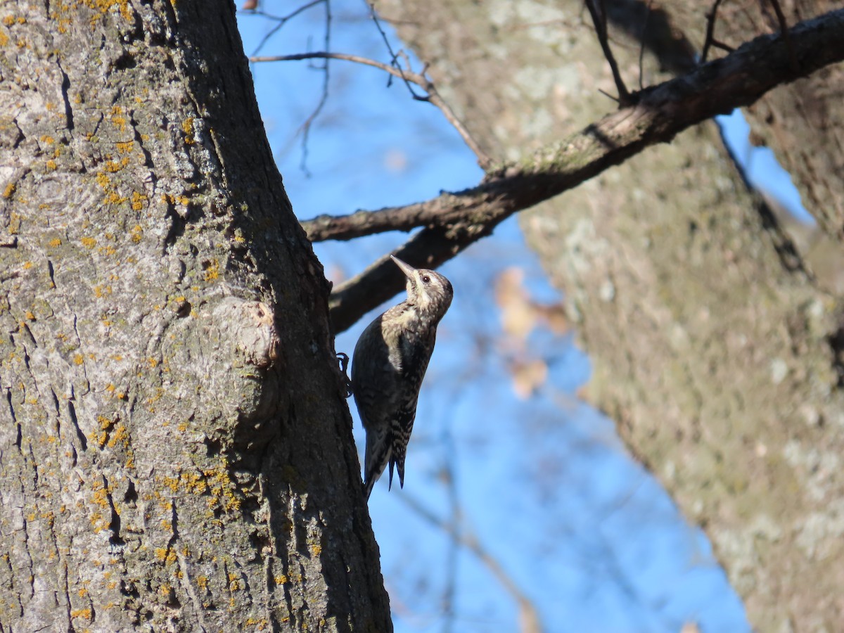 datel rudohrdlý - ML645467384