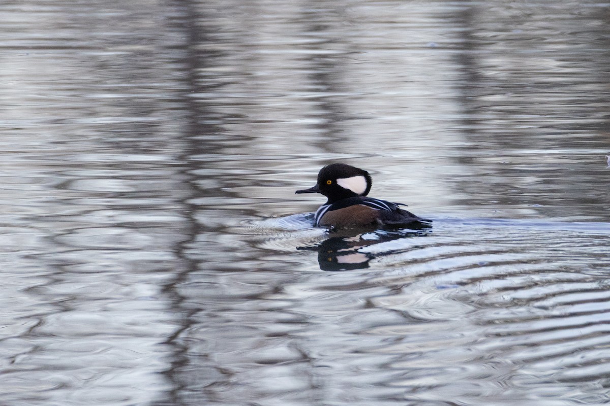 Hooded Merganser - ML645467385