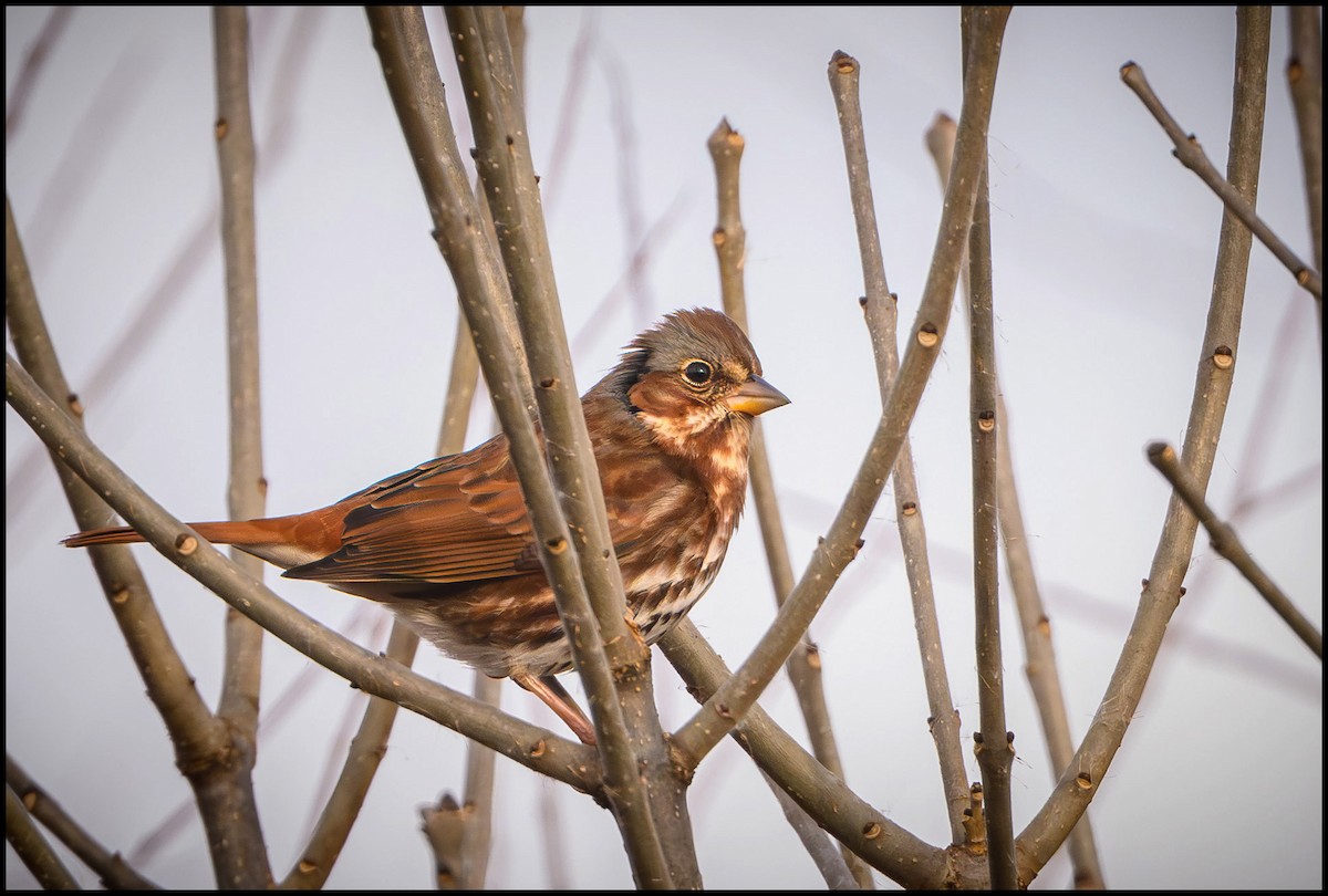 Fox Sparrow - ML645467389