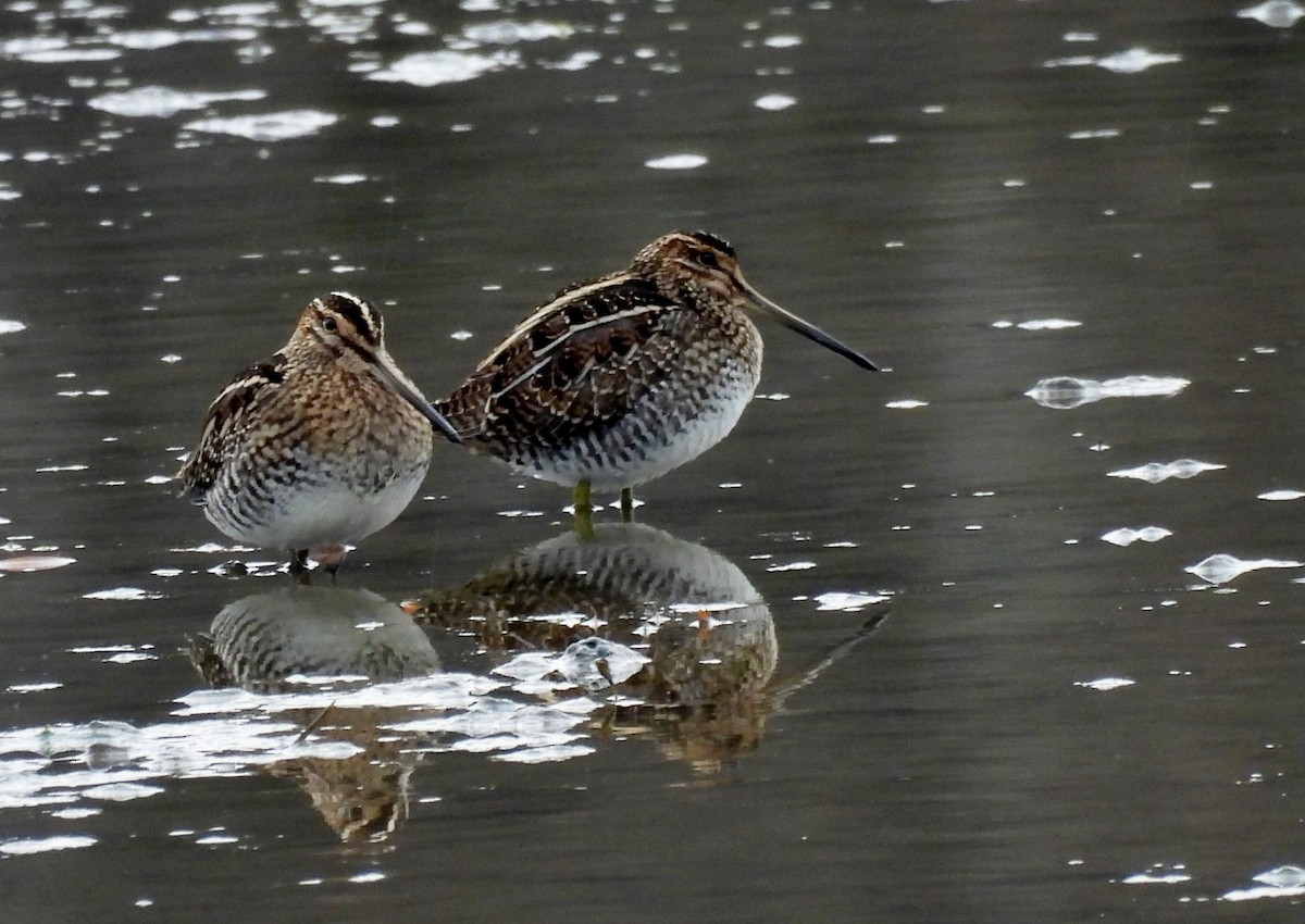 Wilson's Snipe - ML645467390