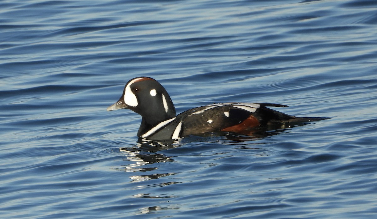 Ahate arlekina - ML645467391