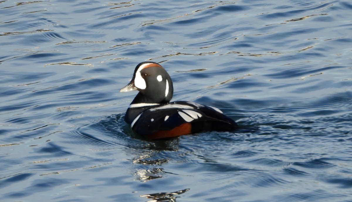 Ahate arlekina - ML645467392