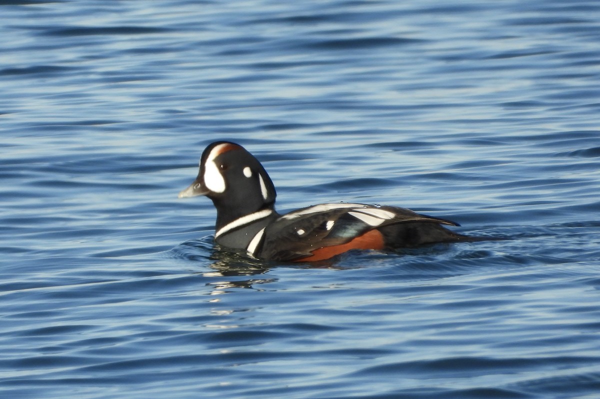 Ahate arlekina - ML645467393