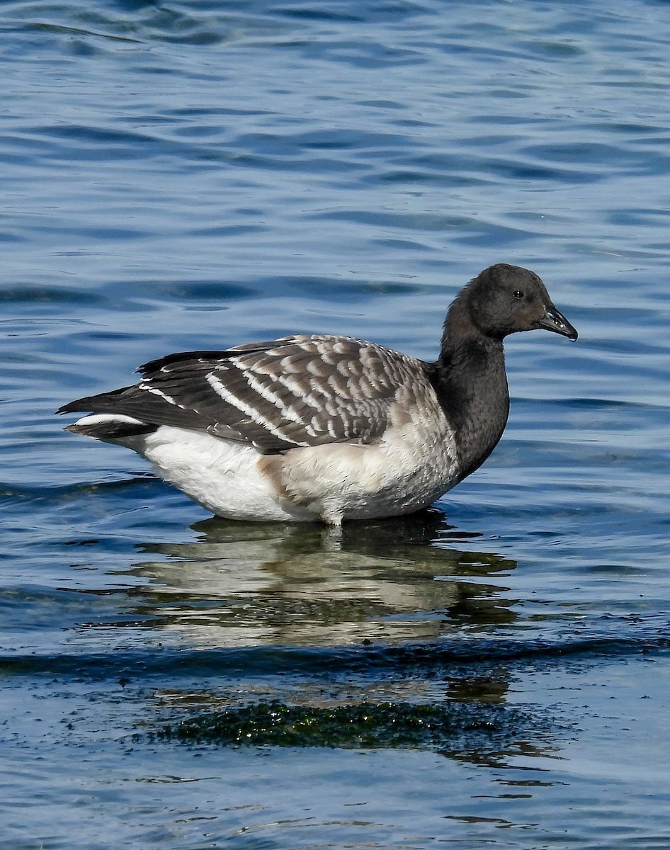 Brant - ML645467398