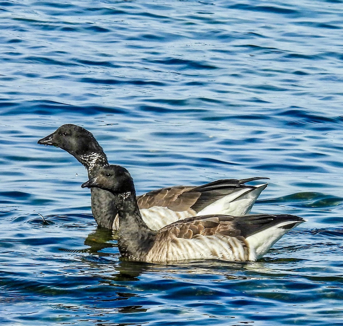 Brant - ML645467400