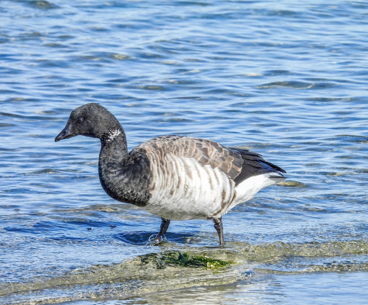 Brant - ML645467404