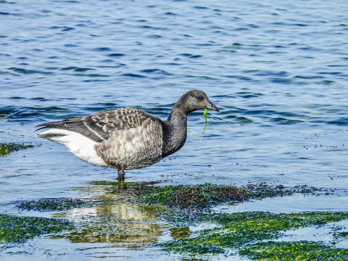 Brant - ML645467406