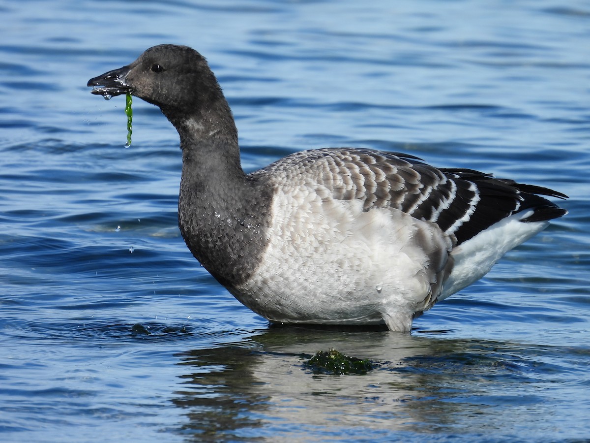 Brant - ML645467407