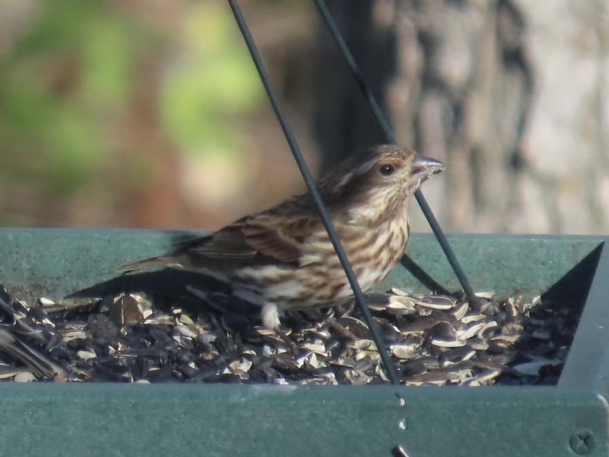 hýl nachový - ML645467408