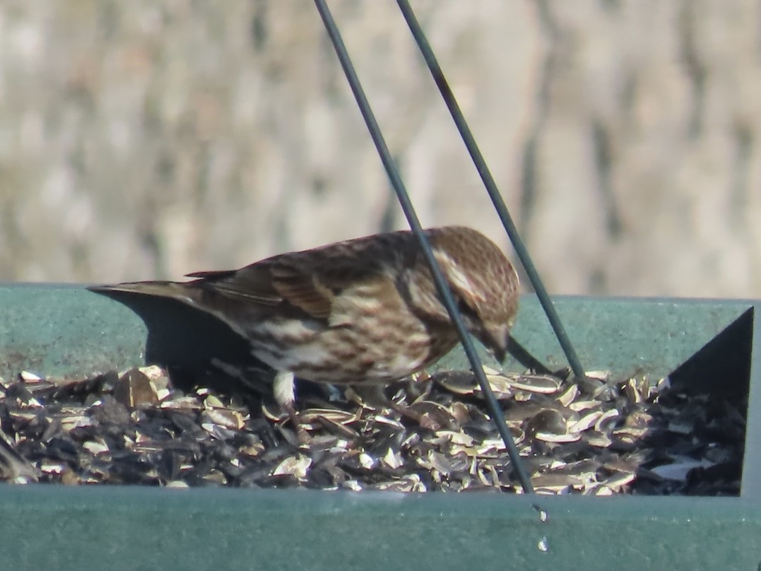 hýl nachový - ML645467409