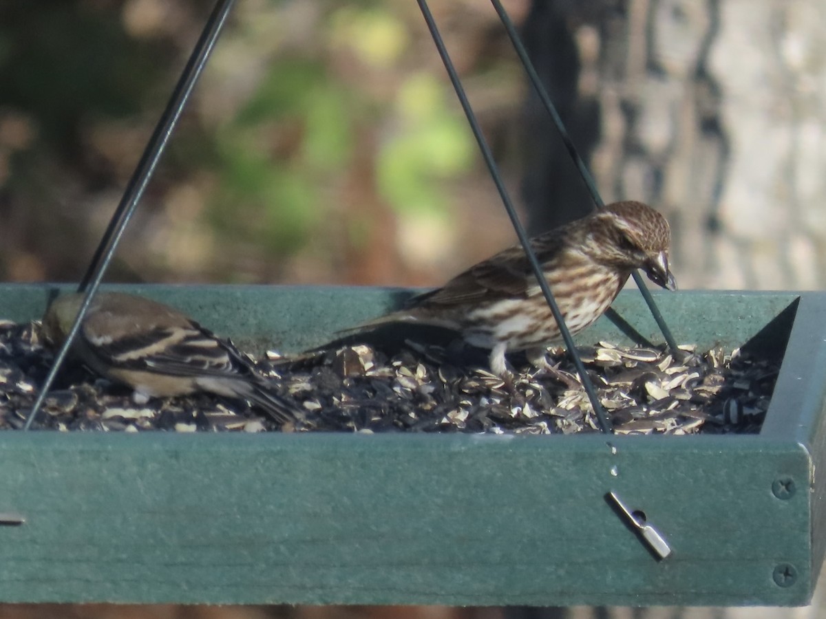 hýl nachový - ML645467410