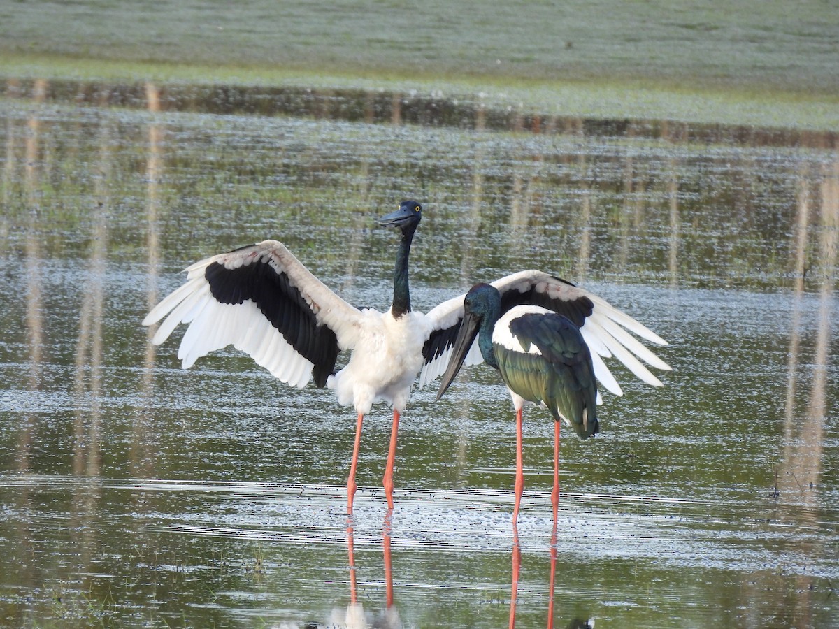 Riesenstorch - ML645467425