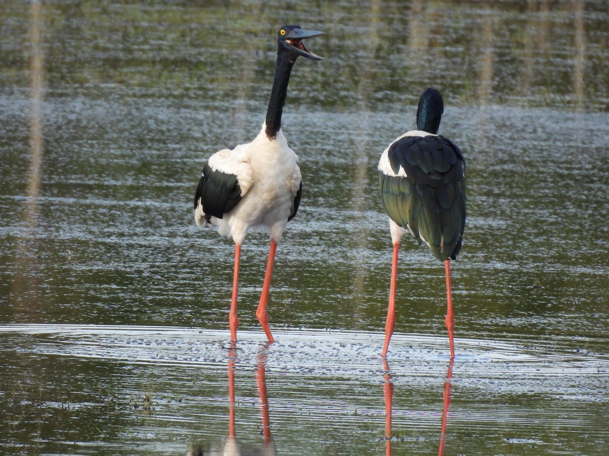 Black-necked Stork - ML645467426