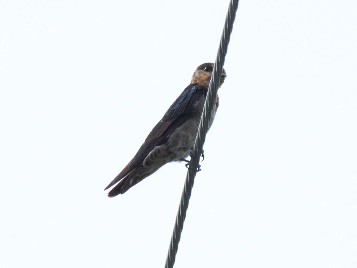 洋燕 - ML645467438