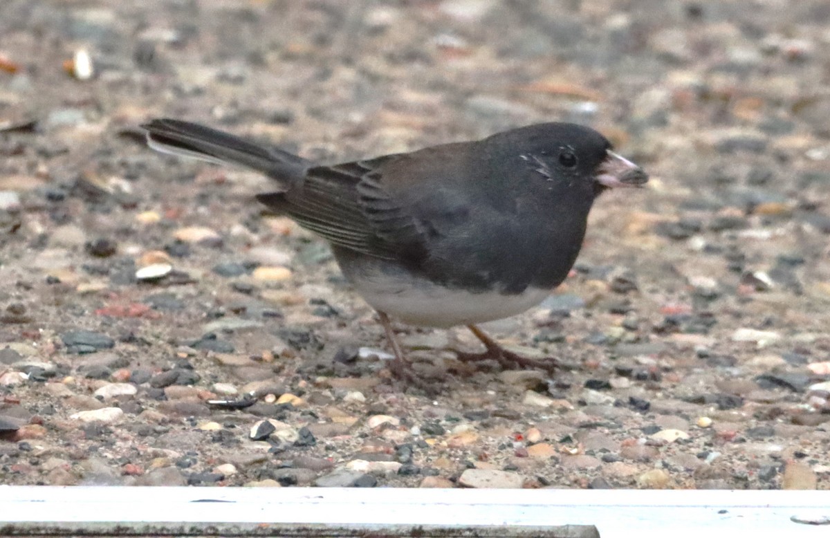 Dark-eyed Junco - ML645467440
